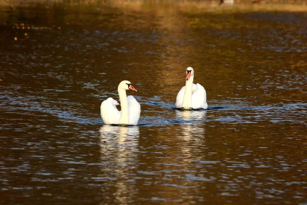 Two white swans swimming peacefully in middle of calm river creating ripples on surface on warm sunny day at sunset