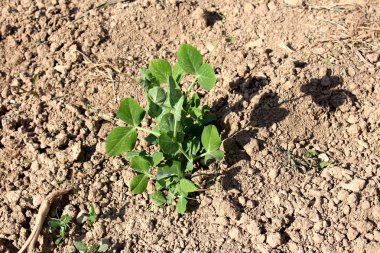 Küçük yeşil bezelye bitki taze bahçede Kuru zemin ve sıcak güneşli günde birkaç kurutulmuş dalları ile çevrili büyümeye hazır dikilmiş
