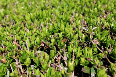 Hedge veya Hedgerow yakından çok küçük dalları ve sıcak güneşli gün yerel bahçede açık yeşil yaprakları ile yoğun dikilmiş çalılar aralıklı