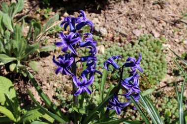 Sıcak güneşli bahar gününde toprak ve diğer küçük bitkiler arka plan üzerinde sivri yeşil yaprakları ile iki sivri veya birden fazla küçük çiçek racemes büyüyen Hyacinths veya hyacinthus mavi çiçekler