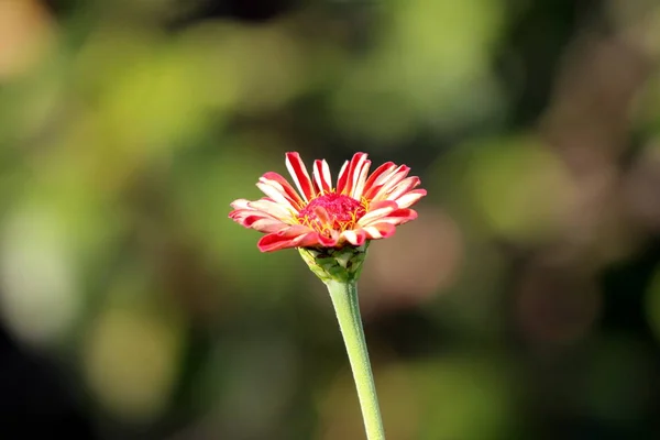 Zinnia Blume Mit Leuchtend Roten Blütenblättern Die Gerade Erst Anfangen — Stockfoto