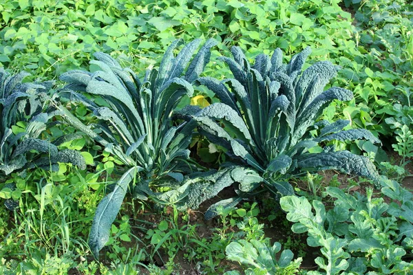 Collard Tree Cabbage Nonheading Cabbage Two Large Plants Long Thick — Stock Photo, Image