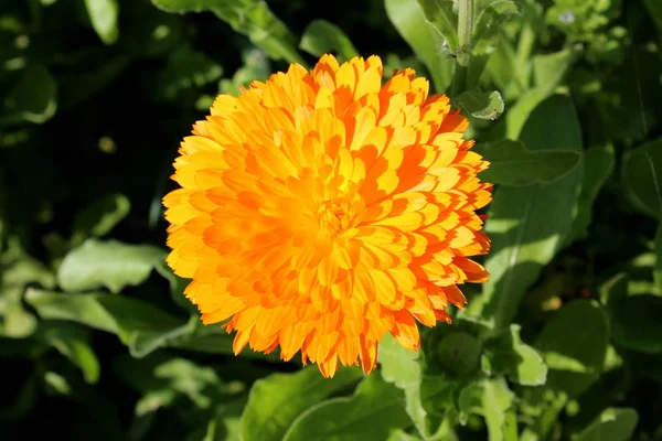 Ngiliz Marigold Veya Pot Marigold Veya Calendula Officinalis Veya Scotch — Stok fotoğraf