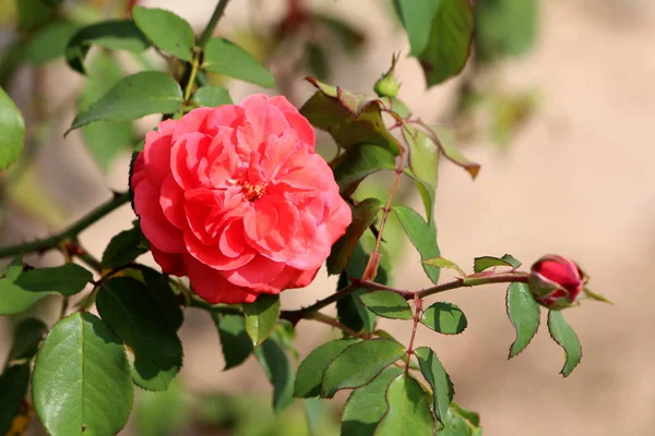 Rosa Rosada Oscura Densa Floración Grande Completamente Abierta Con Hojas — Foto de Stock