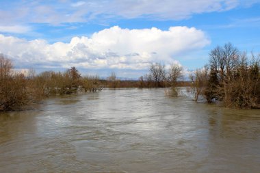 Sel sırasında çamurlu nehir yaprakları ve arka planda bulutlu mavi gökyüzü ile küçük bitki örtüsü olmadan büyük ağaçlar ile çevrili