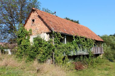 Old abandoned red brick family house with wooden porch and dilapidated roof tiles completely overgrown with crawler plants and high grass with rusted agricultural tool left outside on warm sunny summer day