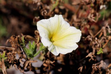 Sıcak güneşli gün arka planda koyu kahverengi kurutulmuş çiçekler ve bitki örtüsü ile çevrili güneşli altın sarı çiçekleri ile Petunia Easy Wave tek beyaz sarı melez çiçek
