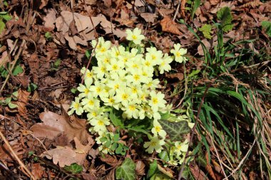 Primrose-kahverengi yaprakları ve yeşil çim ile çevrili Primula vulgaris küçük sarı bahar çiçekleri