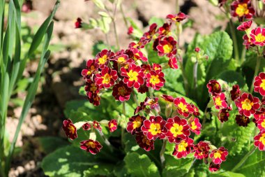 Sıcak güneşli bahar gününde yeşil yaprakları ile çevrili bahçede Primrose veya Primula koyu kırmızı ve parlak sarı bahar çiçekleri