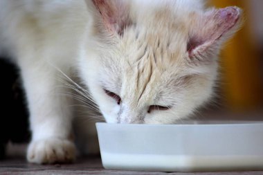 Beyaz kedi sakince sıcak güneşli gün küçük beyaz plastik konteyner süt içme