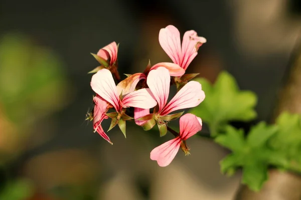 Pelargonium Flores Com Pétalas Rosa Vermelho Escuro Começou Murchar Caiu — Fotografia de Stock