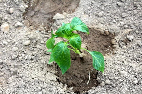 Pequena Planta Pimenta Recém Plantada Jardim Regada Pronta Para Crescer — Fotografia de Stock