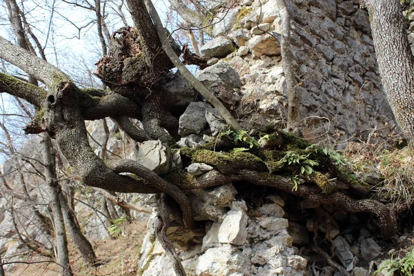 Plusieurs Grandes Épaisses Racines Arbres Poussant Hors Des Ruines Mur — Photo