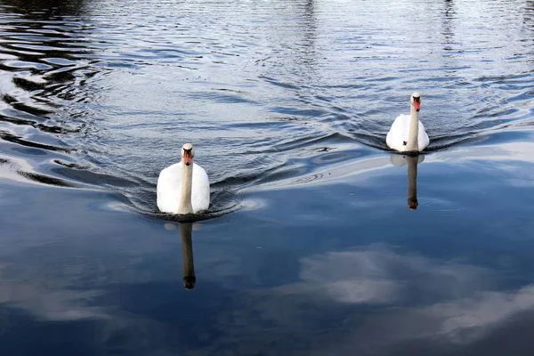 Two large swans swimming towards river bank creating ripples on river surface on cloudy autumn day