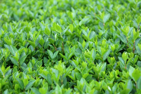 Young Hedge Hedgerow Closely Spaced Densely Planted Shrubs Multiple Small — Stock Photo, Image