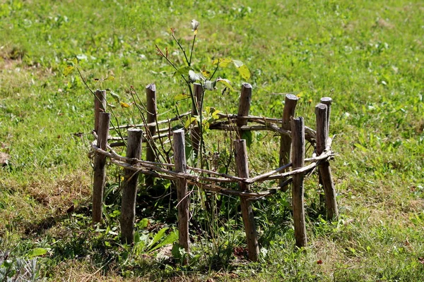 Junge Rosenpflanze Ohne Blumen Garten Umgeben Von Einem Kleinen Improvisierten — Stockfoto