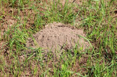 Molehill alan ortasında yapılmış tamamen sıcak yaz gününde yeşil çim ve kuru toprak ile çevrili