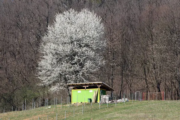 Mäktiga Höga Träd Med Rena Vita Blommor Stiger Högt Över — Stockfoto