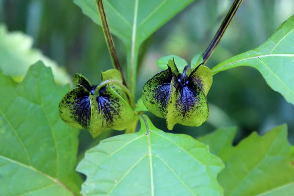 Nicandra Physalodes またはアップル ペルーまたはしっ フライ工場地元の庭で複数の葉に囲まれた黒い花のつぼみのような2つのランタン — ストック写真