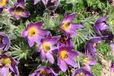 Pulsatilla vulgaris veya Pasque çiçek veya Pasqueflower veya Avrupa pasqueflower ya da sarı merkezi ile Dane kan menekşe çiçekler tamamen sıcak güneşli bahar gününde bahçede çiçeklenme