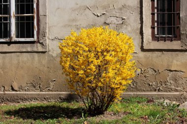 Sıcak güneşli bahar gününde terk edilmiş binanın kırık harap duvar önünde küçük Bush şeklinde büyüyen yoğun parlak sarı çiçekler ile Forsythia veya Paskalya ağacı çiçekli bitki