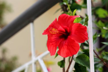 Hibiscus syriacus veya Rose Sharon veya Suriye ketmia veya gül Mallow veya St Josephs çubuk çiçekli Hardy yaprak döken çalı bitki tam açık çiçeklenme parlak kırmızı trompet şeklinde çiçek yerel bahçede yeşil yaprakları ve arka beyaz çit ile çevrili