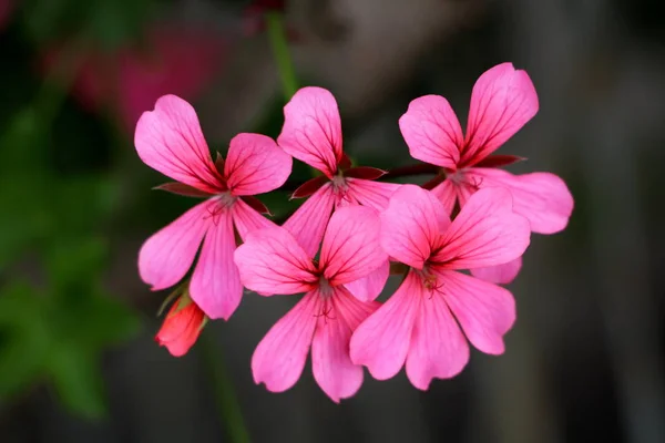 Pelargonium Kwiaty Pełni Otwarte Kwitnące Fioletowym Ciemnoczerwonych Płatków Ciemnozielonych Liści — Zdjęcie stockowe