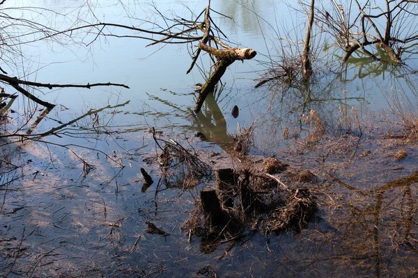 Rawa Sungai Dengan Air Jernih Penuh Rumput Kering Ditebang Dan — Stok Foto