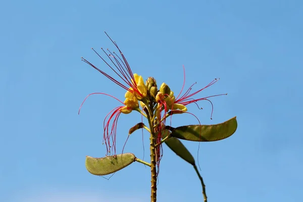 Bird of paradise shrub or Erythrostemon gilliesii or Caesalpinia gilliesii or Bird of paradise bush or Desert bird of paradise flowering plant with small flower buds in center and flower heads composed of bright yellow petals