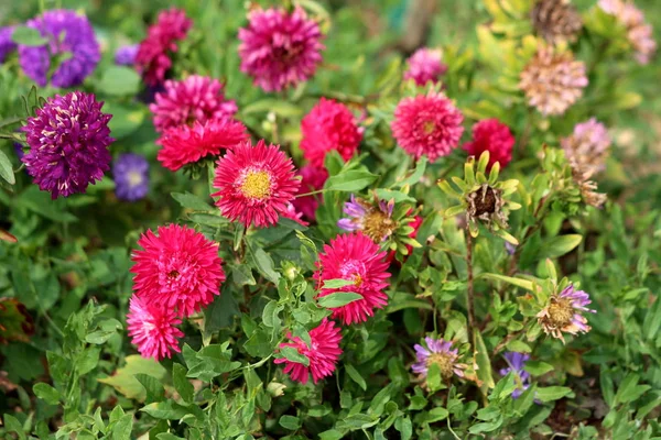 中国アスターまたは Callistephus キネンシスまたは毎年暖かい夏の日に地元の庭で緑の葉や他の植生に囲まれた様々な緻密な紫色と赤色の花との間にあるアスター開花植物 — ストック写真