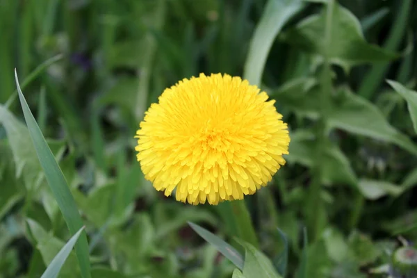 Paardebloem Gele Bloem Volledig Open Met Heldere Gele Roosjes Donkergroene — Stockfoto