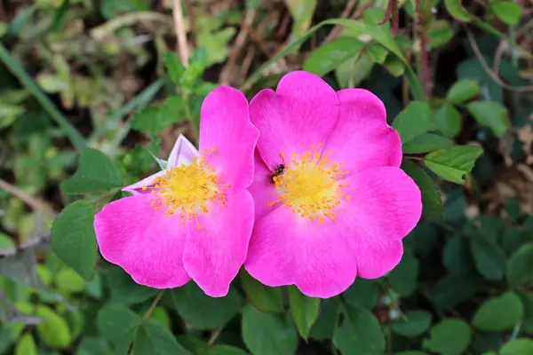 Cão Rosa Rosa Canina Rosa Selvagem Flores Floridas Violeta Com — Fotografia de Stock