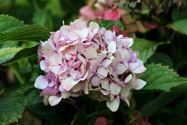 Hortênsia Hortênsia Arbusto Jardim Com Múltiplas Pequenas Flores Rosa Escuras — Fotografia de Stock
