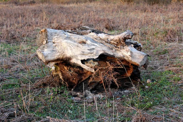 Grande Cortado Excavado Tronco Árbol Izquierda Medio Del Campo Rodeado — Foto de Stock