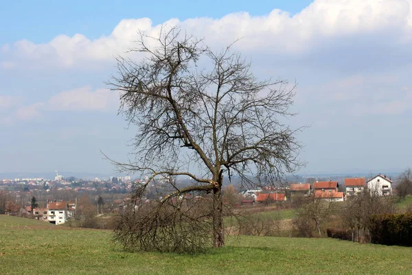 Stare Suszone Drzewo Całkowicie Bez Liści Dwa Duże Rozbite Gałęzie — Zdjęcie stockowe