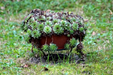 Olgunlaşmış houseleek veya Sempervivum veya liveforever veya Hen ve civciv sıcak güneşli bir gün yerel bahçede büyük çiçek küte dikilmiş rozet içinde Tufted yaprakları oluşan paspaslar oluşturan çok yıllık bitkiler
