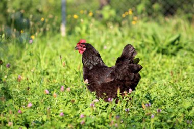 Siyah tavuk sıcak yaz gününde küçük çiçekler ile karışık Uncut çim solucanlar arıyor Bahçe gidiyor