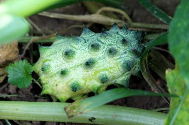 Boynuzlu kavun veya Cucumis metuliferus veya kiwano veya Afrika boynuzlu salatalık veya jöle kavun veya hedged kabak veya taze yeşil meyve ile melano yıllık asma bitki yerel bahçede dikilmiş dikenler gibi boynuz kaplı