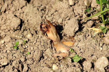 Sıcak yaz gününde yerel bahçede toprağa büyüyen kuru ve kırılgan dış ölçeklerle hasat için hazır soğan ampulü