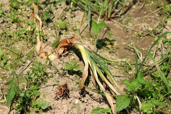 Bulbe Oignon Aux Feuilles Partiellement Vertes Aux Écailles Extérieures Sèches — Photo