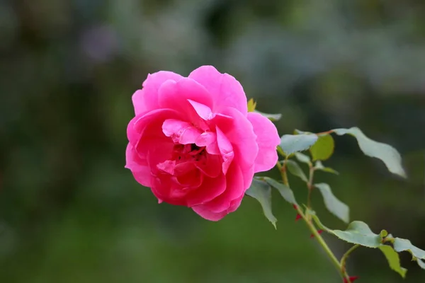 Open blooming dark pink rose with fresh new petals growing on light green branch surrounded with bright red needles and pointy green leaves on dark vegetation background