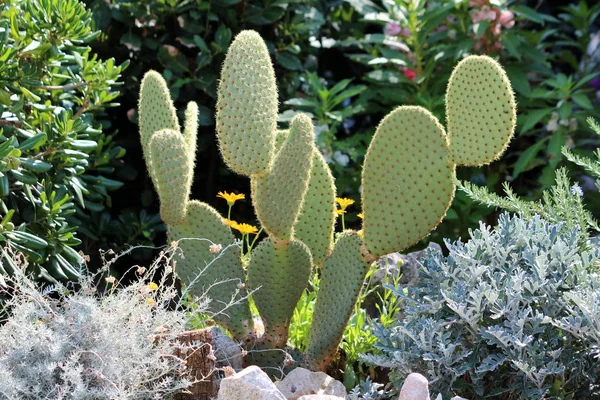 Biadab Ara Atau Opuntia Ficus Indica Atau Pir Berduri Atau — Stok Foto