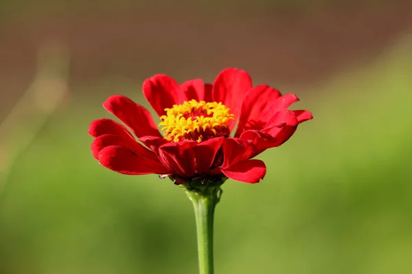 Vollständig Offen Blühende Dunkelrote Zinnia Blume Mit Leuchtend Gelber Mitte — Stockfoto