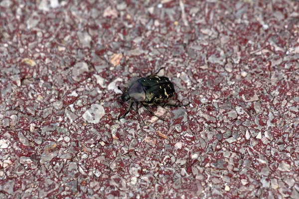 Escarabajo Mediterráneo Verde Oscuro Caminando Por Camino Grava Pública Roja —  Fotos de Stock