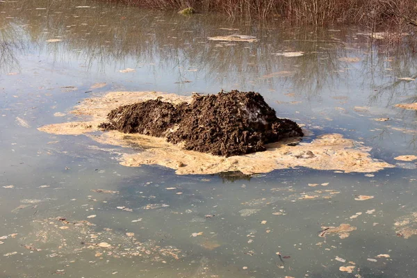 Patch of dirt, polluted foam, snow and other trash floating in polluted river with dried grass in background