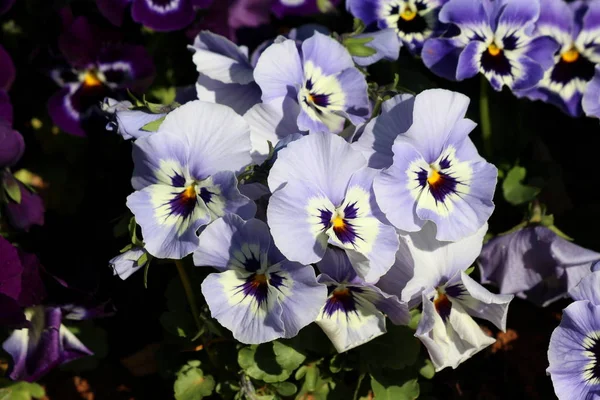 Light blue with white and yellow center Wild pansy or Viola tricolor or Johnny jump up or Heartsease or Hearts ease or Hearts delight or Tickle my fancy or Jack jump up and kiss me or Come and cuddle me or Three faces in a hood