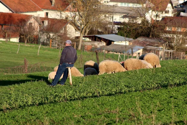 Sıcak Güneşli Bir Gün Arka Planda Aile Evleri Ile Yeşil — Stok fotoğraf