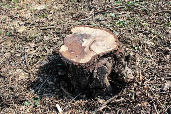 Παλιά Κομμένα Μερικώς Αποξηραμένα Κούτσουρο Δέντρο Περιβάλλεται Αποξηραμένα Κλαδιά Πεσμένα — Φωτογραφία Αρχείου