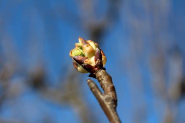 Mavi gökyüzü ve dalları arka planda armut ağacı tek çiçek tomurcuk geri görünümü