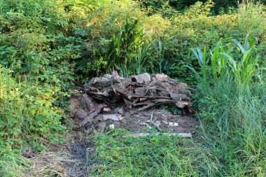 Sıcak güneşli bir günde çevreleyen kalın taze yeşil ormanda küçük kazık sol yanmış çöp